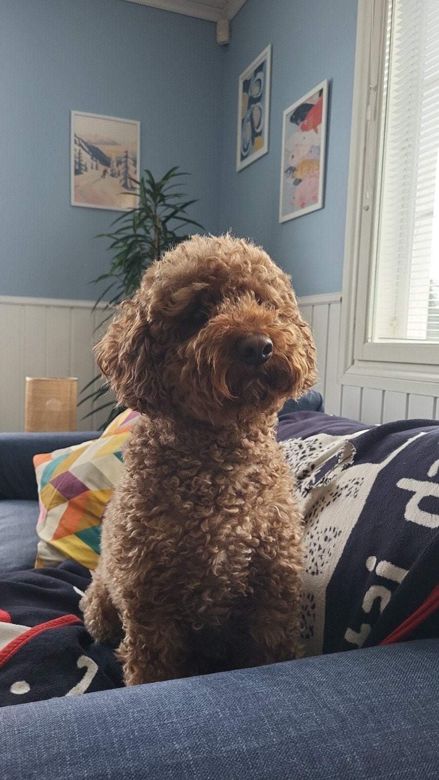 Dierenoppas, thuis en aan huis., Dieren en Toebehoren