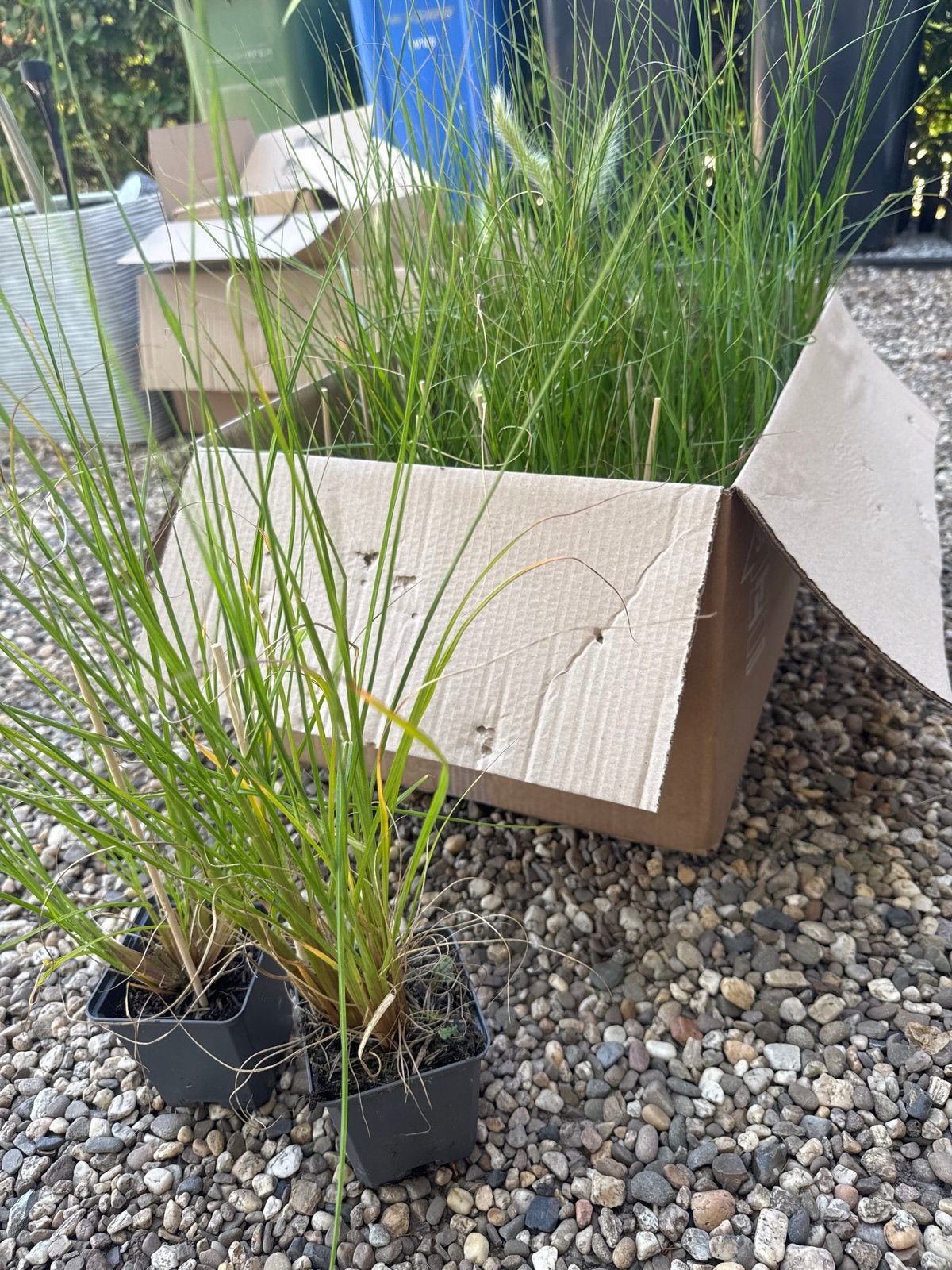 Pennisetum Hameln - Lampenpoetsersgras (26 stuks), Volle zon, Vaste plant, Siergrassen, Ophalen of Verzenden