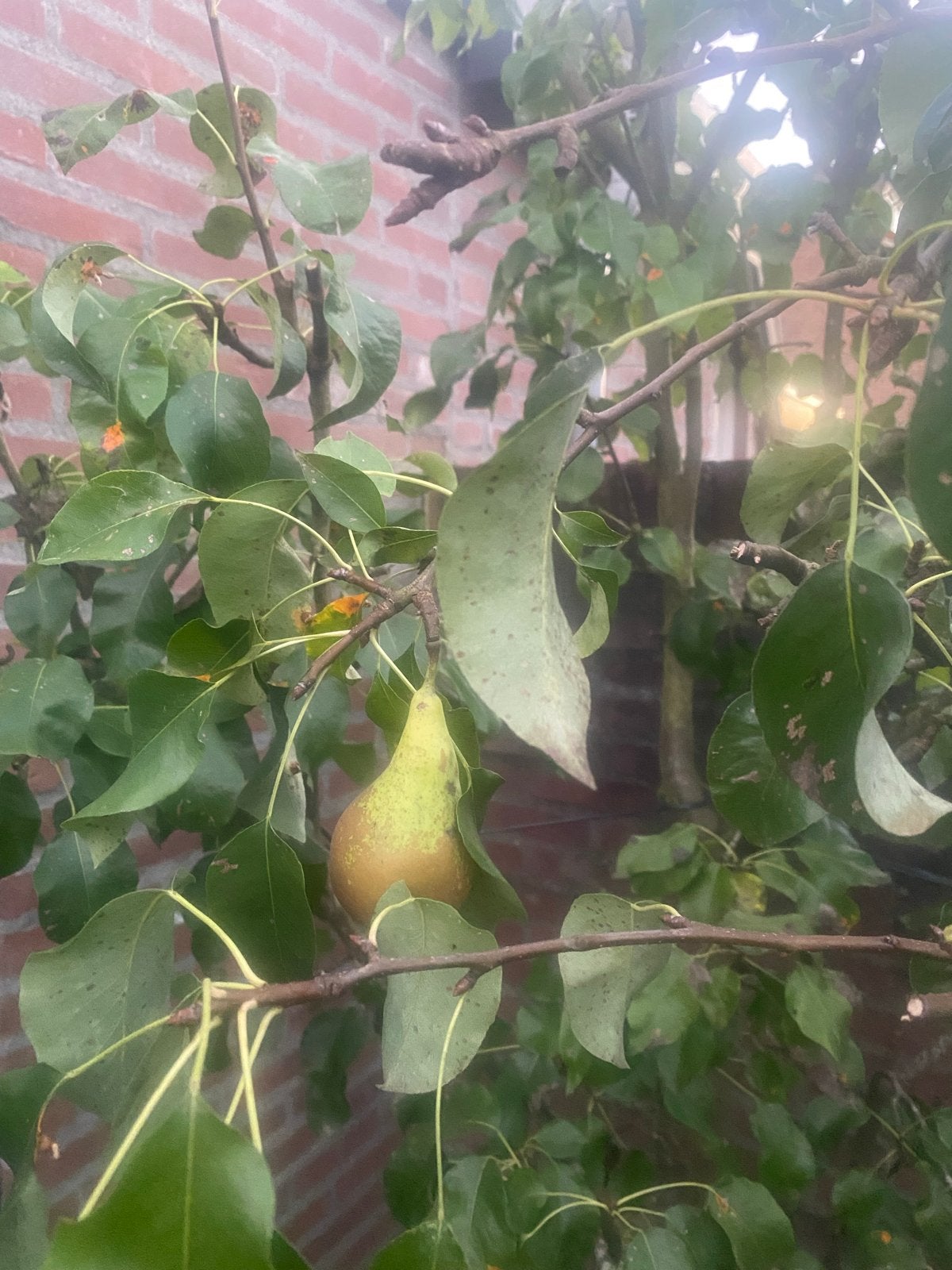 2 Perenbomen met jaarlijks veel peren, Tuin en Terras, Ophalen, Perenboom