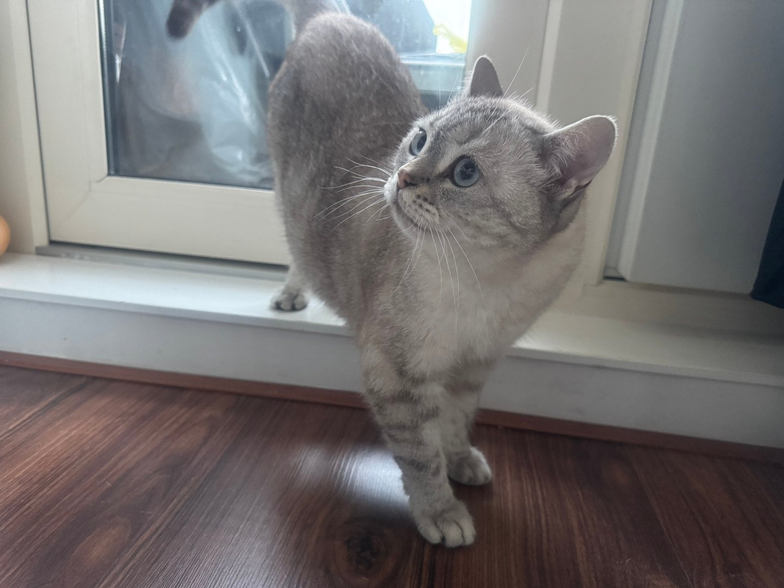 Gratis poes ter overname, Dieren en Toebehoren, Poes