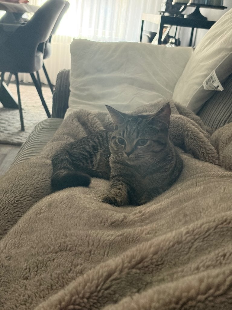 britse korthaar, Poes, Gechipt, 0 tot 2 jaar