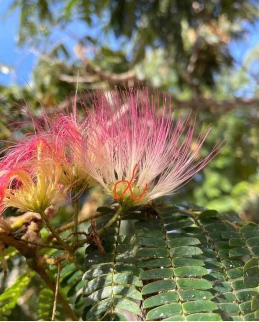 Albizia Julibrissin zaalingen boompjes zijdeboom zaden kweek, Ophalen of Verzenden