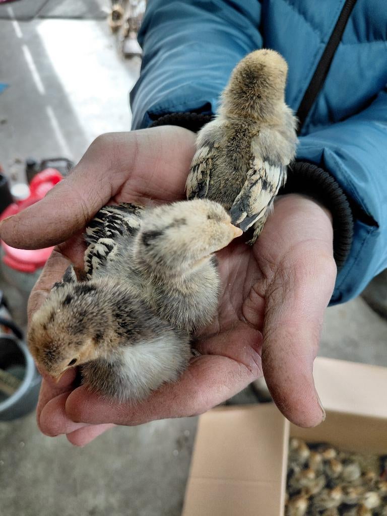Sabelpoot kriel kuikens, Dieren en Toebehoren, Geslacht onbekend, Kip