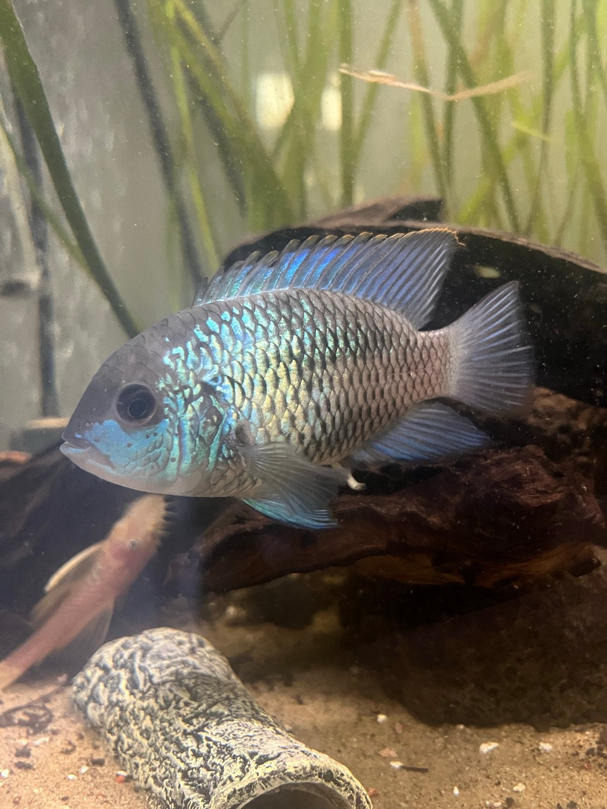 Blauwe acara electric blue (Andinoacara pulcher), Vis