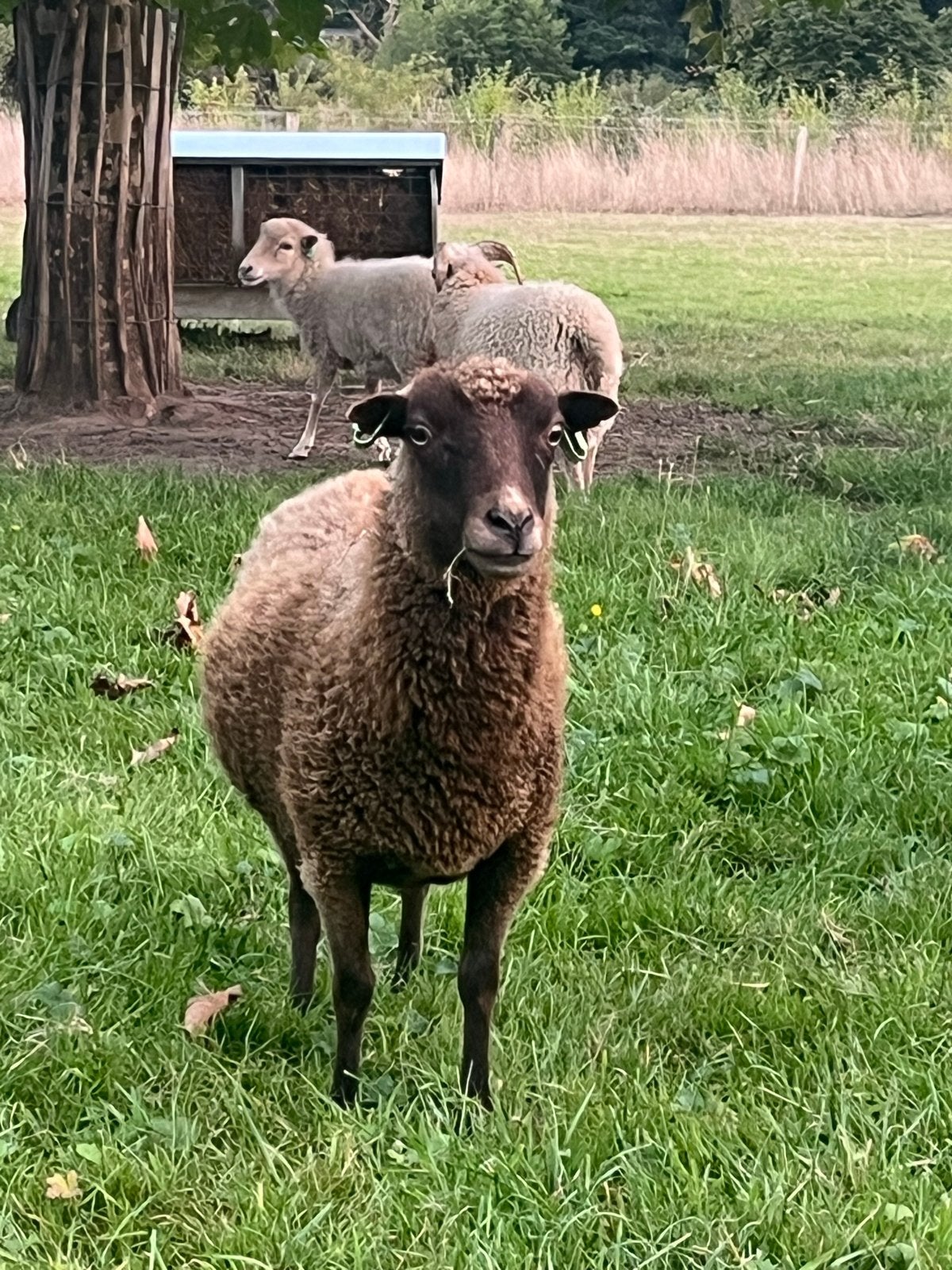 Ouessant schapen, Vrouwelijk, Schaap