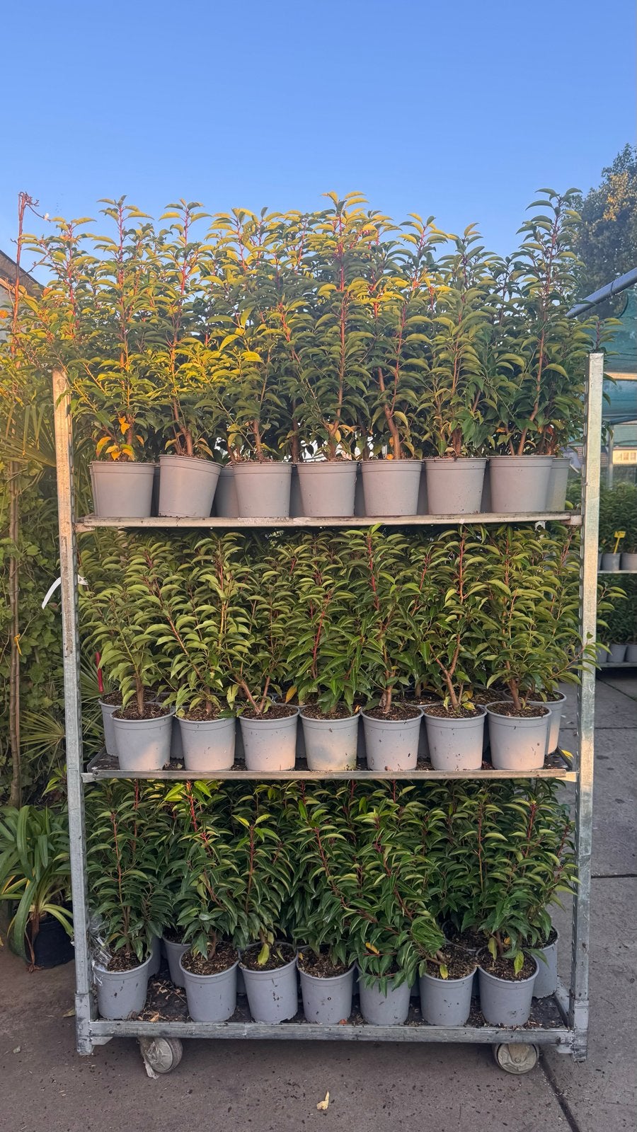 Prunus Lusitanica Angustifolia  20/40 - 80/100 cm in pot, Tuin en Terras, Ophalen, Laurier, Haag, Minder dan 100 cm