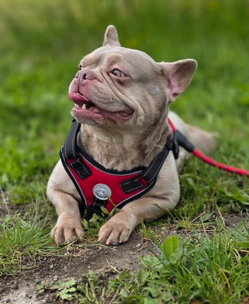 🥰 Super lieve, mooie gezonde Franse bulldog teef 🥰, Particulier, Buitenland, Teef, Parvo