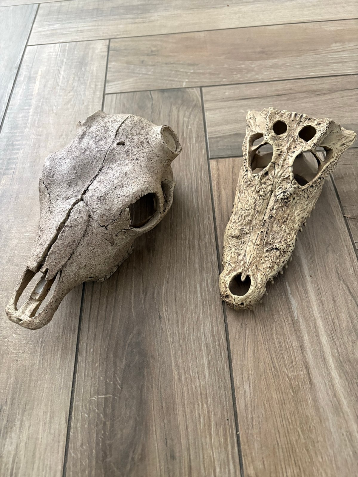 Decoratieve schedels voor terrarium/ aquarium, Ophalen