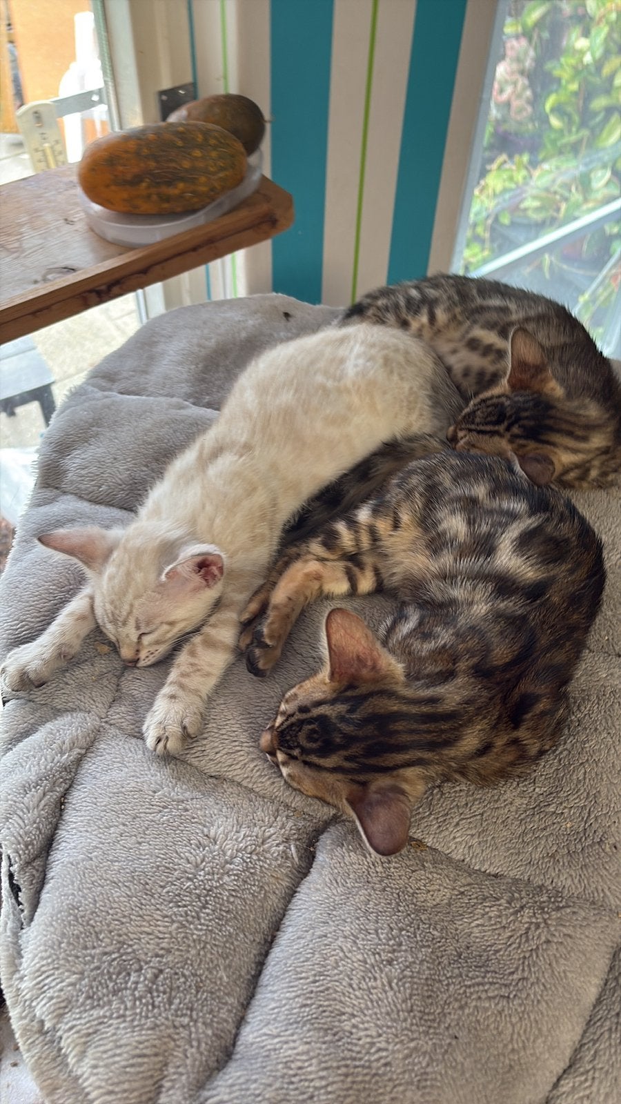 Bengaal bengaalse kittens, Meerdere dieren, 0 tot 2 jaar