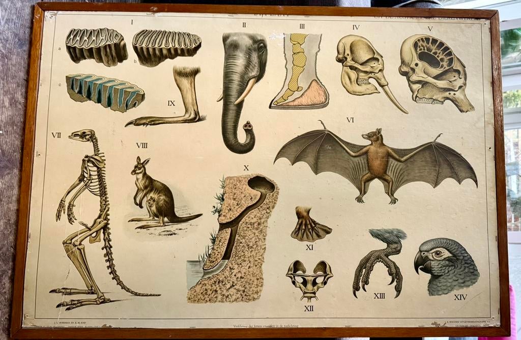 Schoolplaat australie, Antiek en Kunst, Antiek | Schoolplaten, Natuur en Biologie, Ophalen