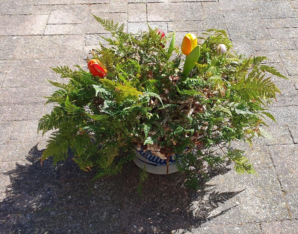 Kamerplant Varen hazenpootvaren, Ophalen of Verzenden, Halfschaduw, Minder dan 100 cm