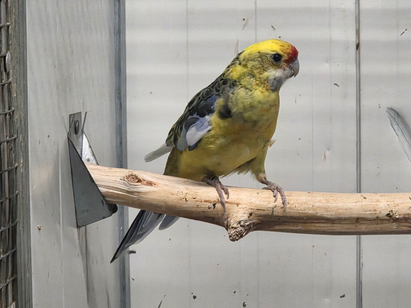 Bonte geelbuik rosella pop, Dieren en Toebehoren, Vrouwelijk, Parkiet