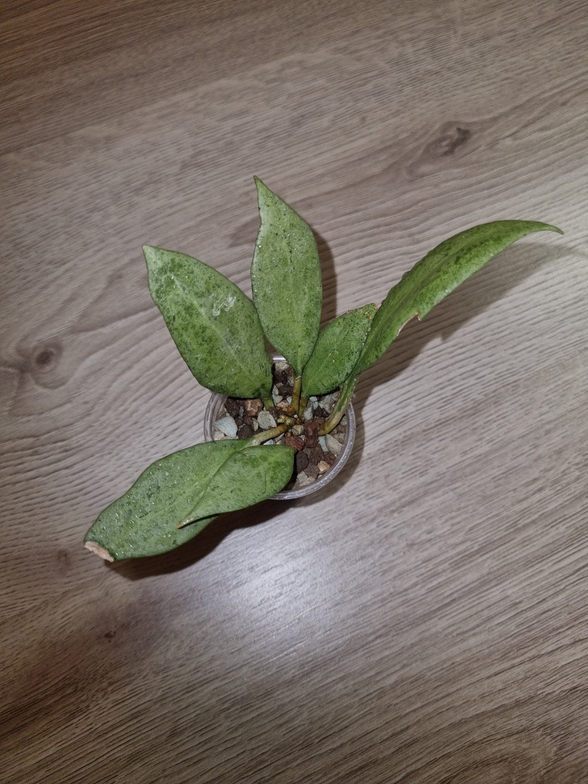 Hoya new guinea ghost, Huis en Inrichting, Kamerplanten, Ophalen of Verzenden, Halfschaduw, Minder dan 100 cm