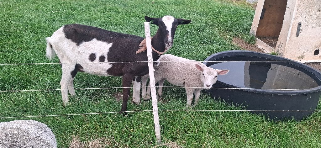 Geit met schapen lammen, Vrouwelijk, Schaap, 0 tot 2 jaar