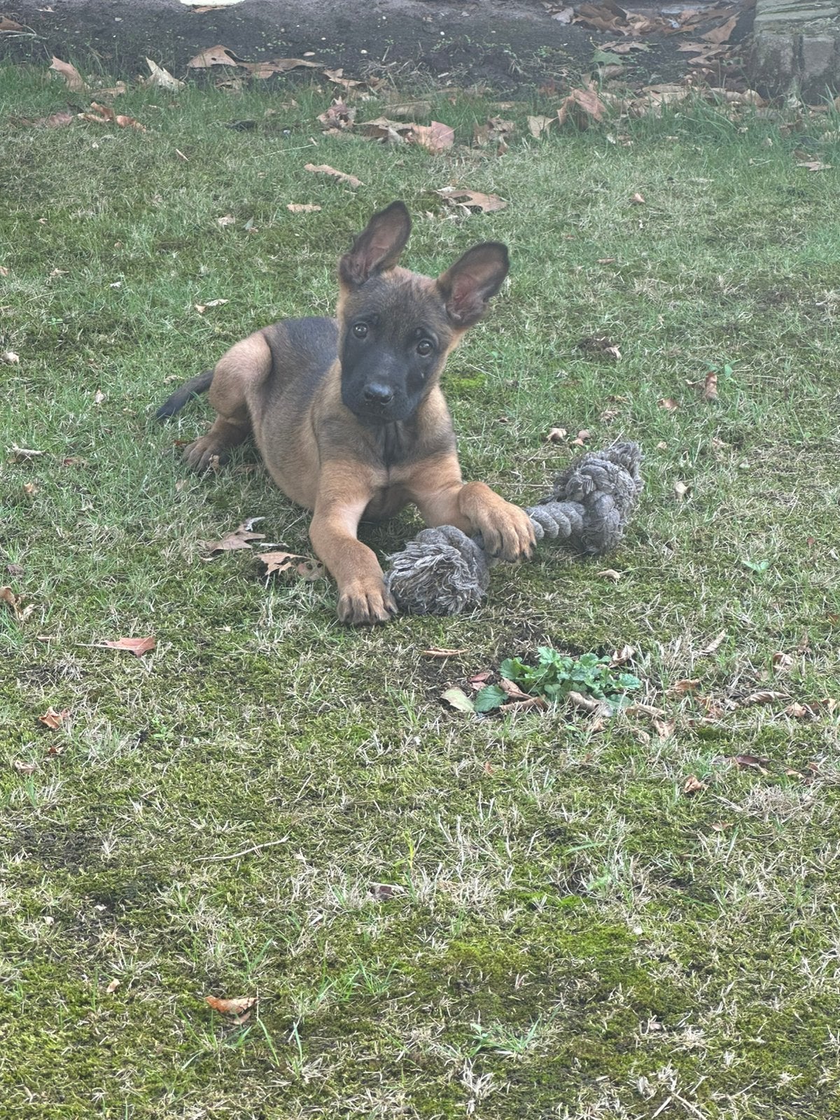 Mechelse herder pups te koop.(nog een reutje), 8 tot 15 weken, Meerdere, Meerdere dieren, Herder