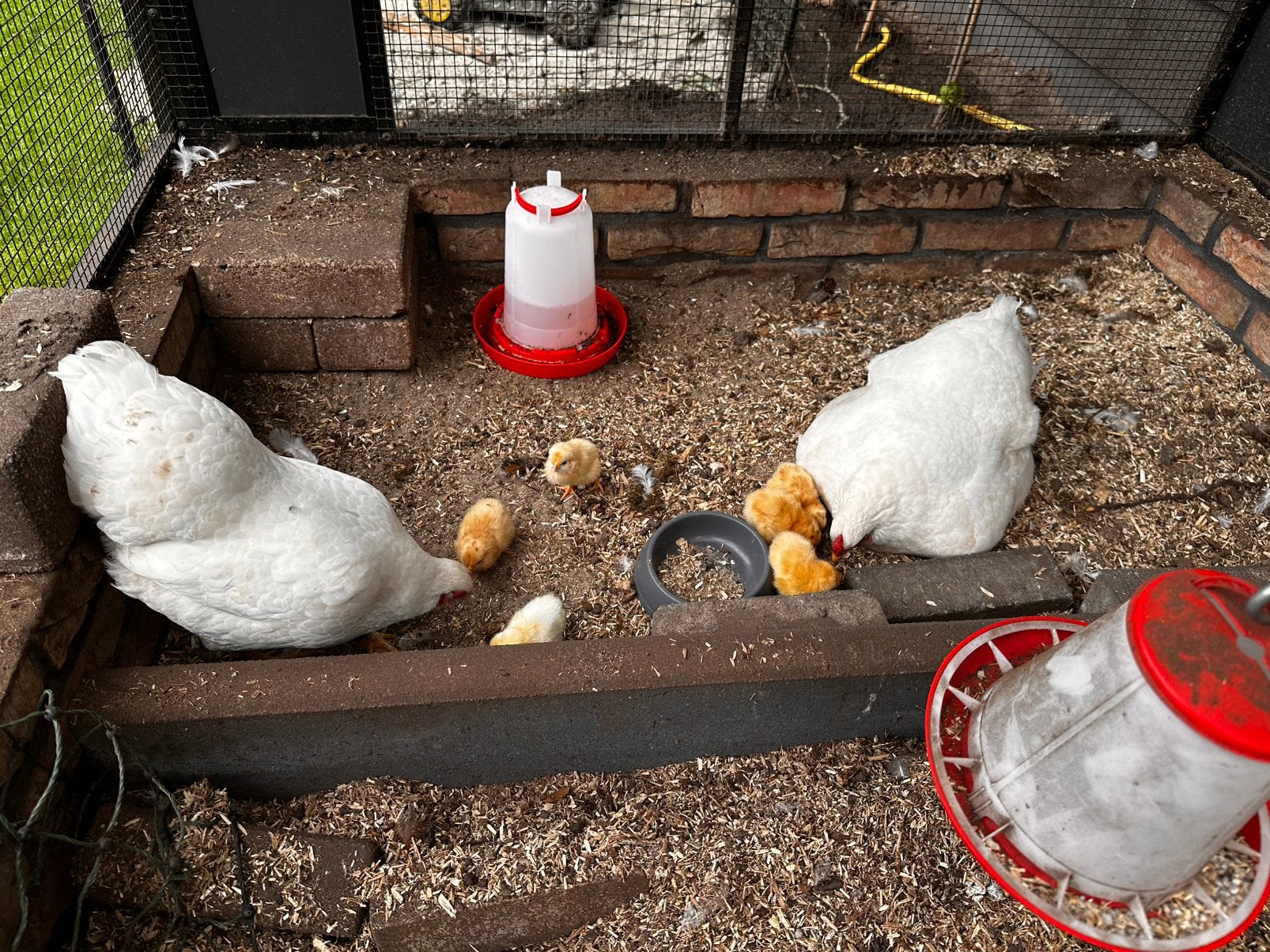 Wyandotte kriel, Dieren en Toebehoren, Pluimvee, Vrouwelijk, Kip