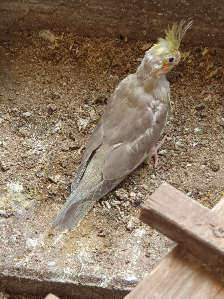 Jonge valkparkieten, Dieren en Toebehoren, Meerdere dieren, Parkiet, Geringd