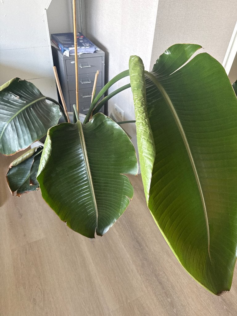 Stretlitzia Nicolai grote plant - gratis op te halen, Ophalen, Overige soorten, Halfschaduw, In pot