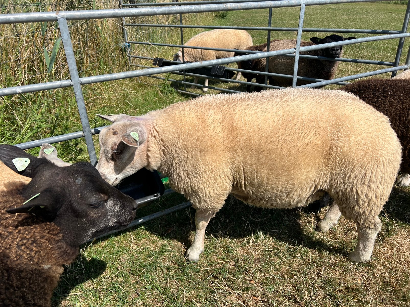 Texelaar rammen, Dieren en Toebehoren, Schapen, Geiten en Varkens, Mannelijk, Schaap