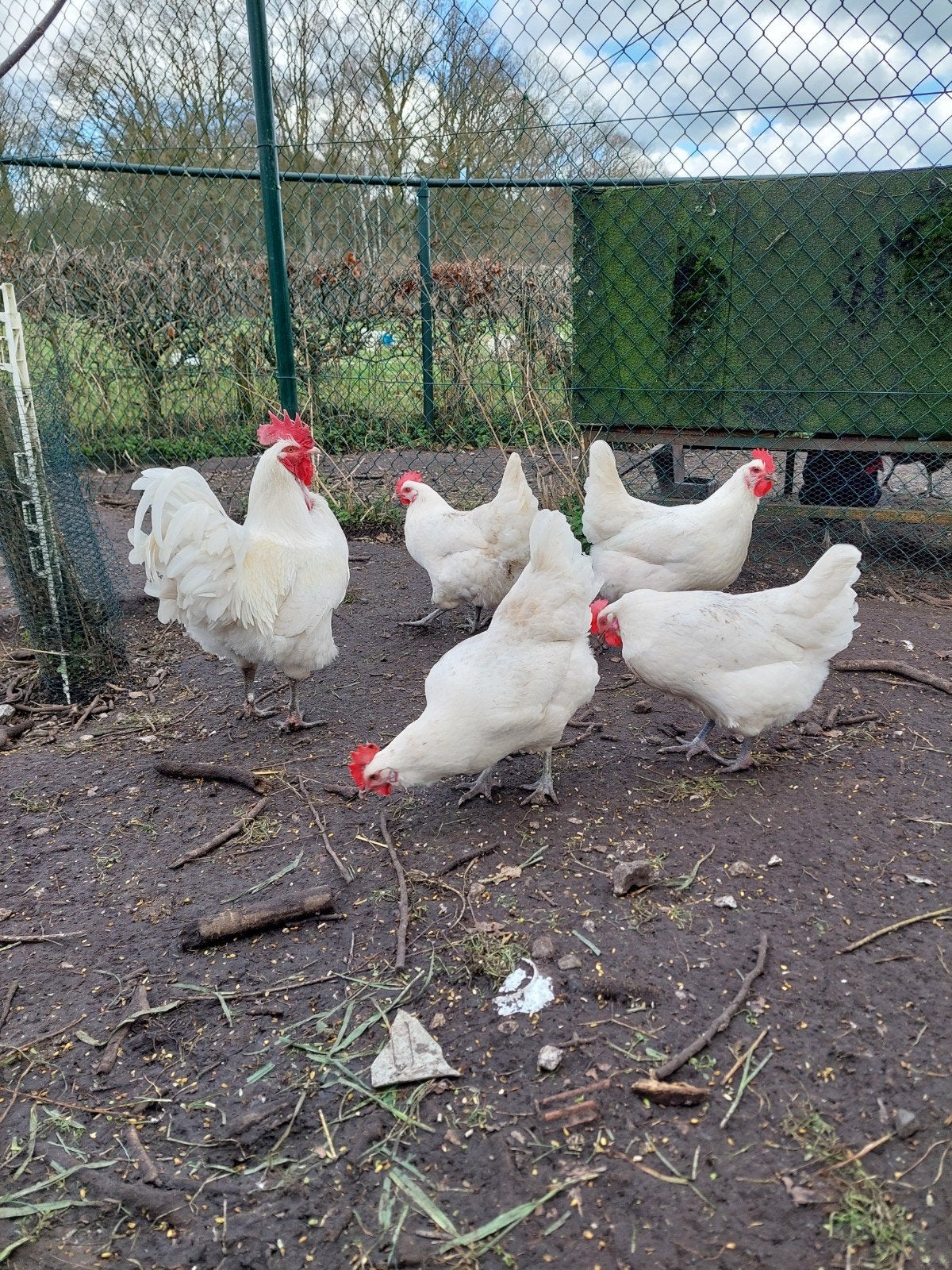 Broedeieren Poule de Bresse, Geslacht onbekend, Kip