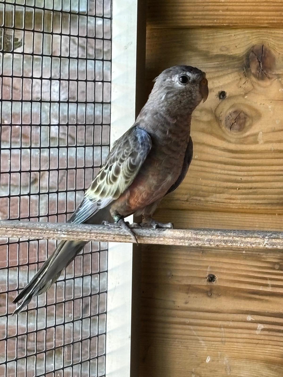 Bourke uit blauw, Meerdere dieren, Parkiet