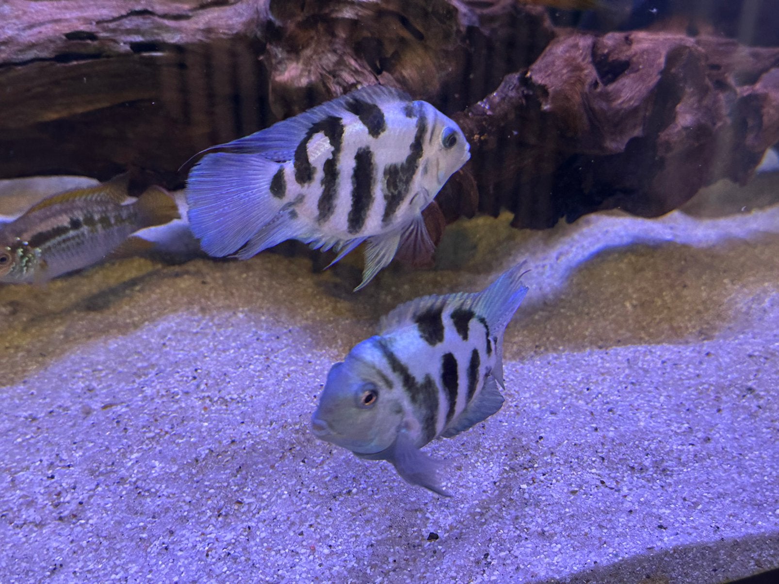 2 x polar blue parrot, Vis
