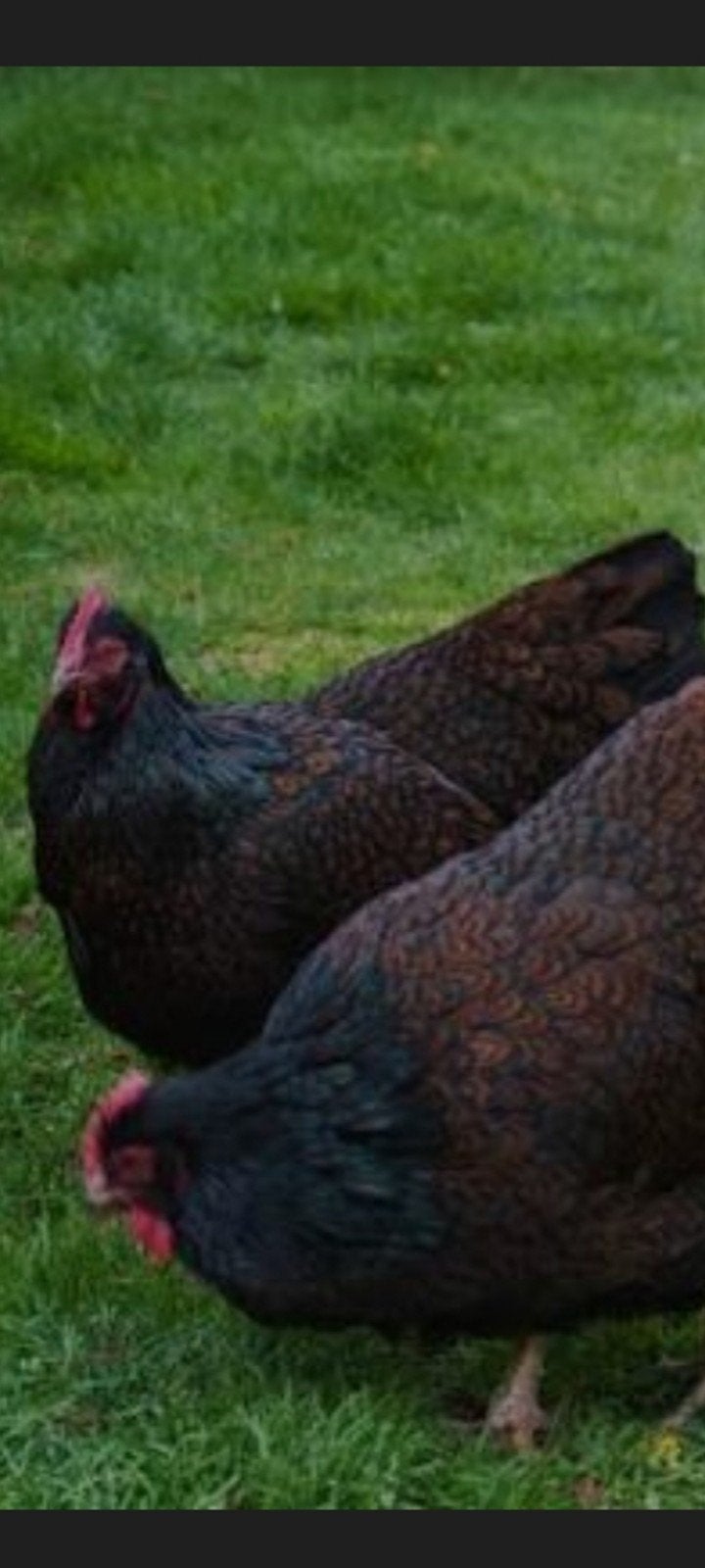 Barnevelders kippen, Dieren en Toebehoren, Pluimvee, Vrouwelijk, Kip