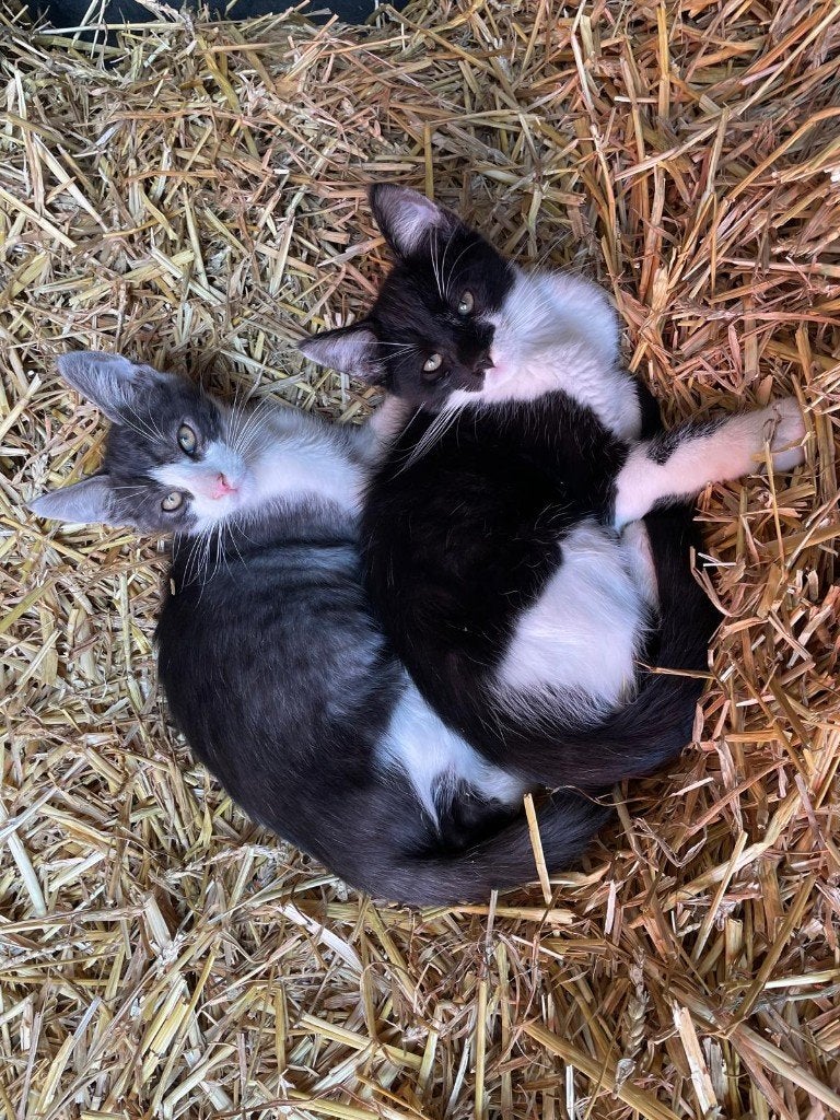 Halve Maine Coon Kittens, Meerdere dieren, Kortharig, 0 tot 2 jaar
