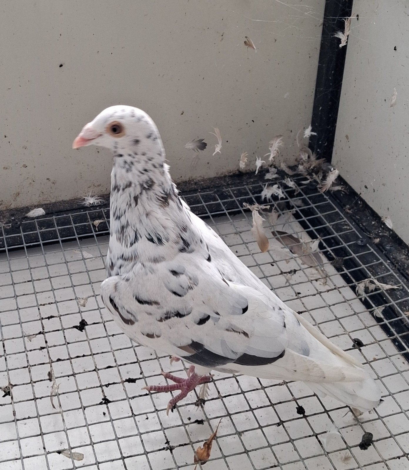 5 hele mooie kleurpostduiven, Dieren en Toebehoren