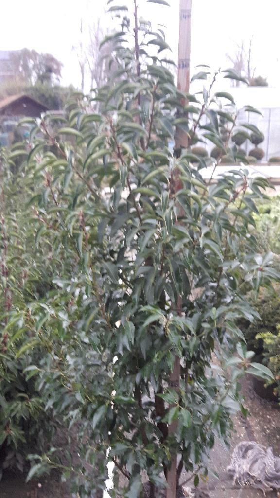 Prunus lusitanica, Ophalen, Laurier, 100 tot 250 cm