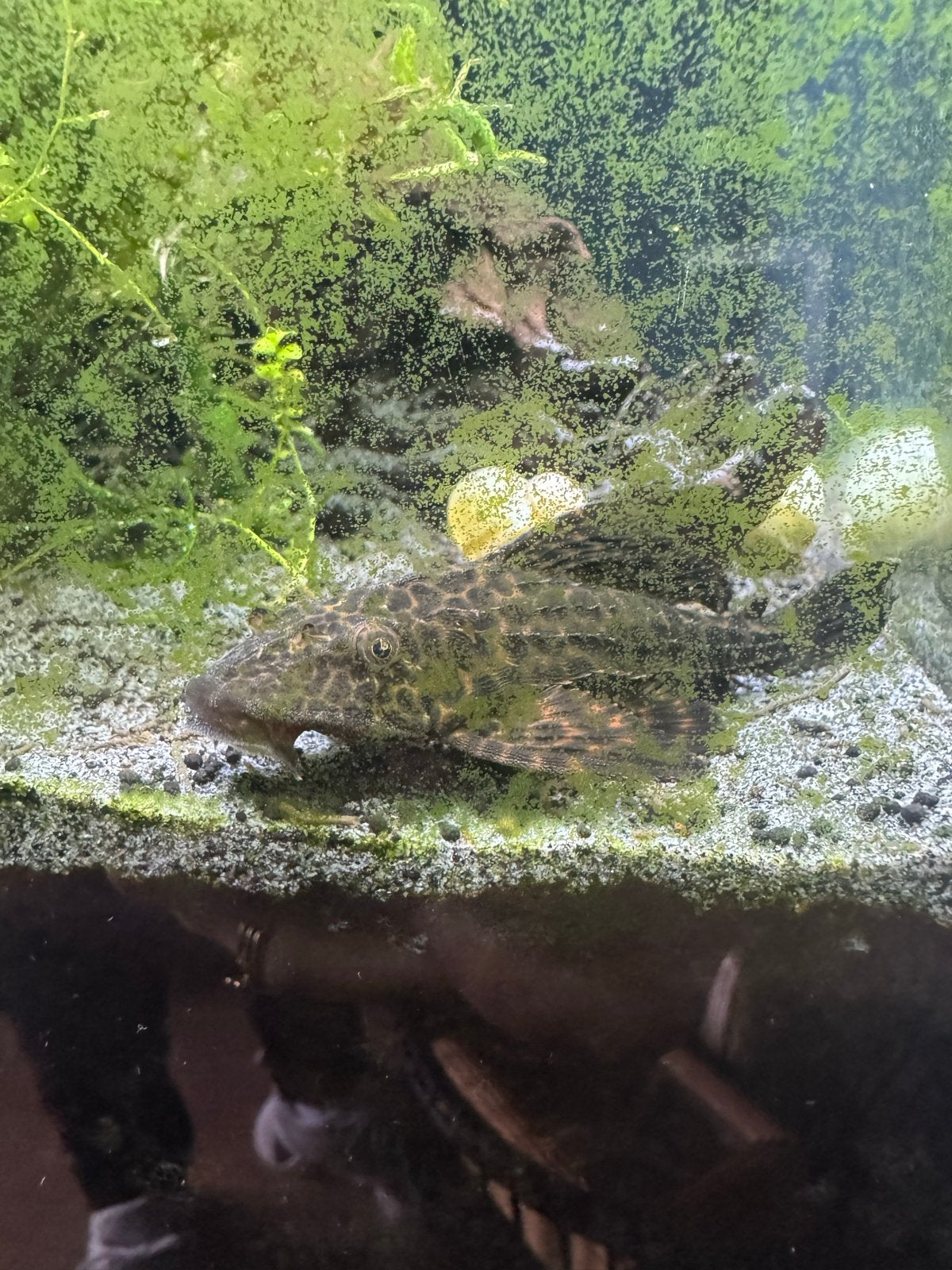 Mooie pleco, Vis, Zoetwatervis