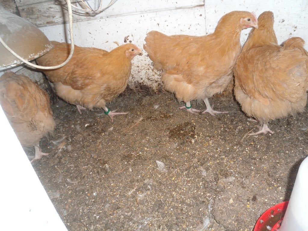t.k. trio Orpington buff kuikens groot, Dieren en Toebehoren, Pluimvee, Meerdere dieren, Kip