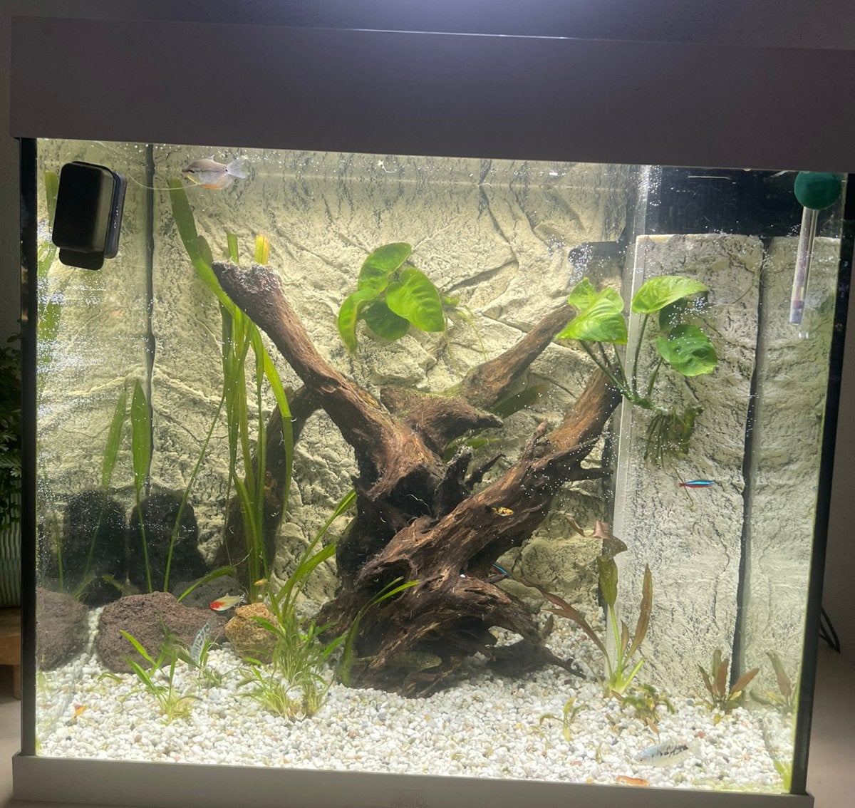 Aquarium Juwel Lido 120 liter + start pakket, Dieren en Toebehoren, Ophalen, Zo goed als nieuw, Leeg aquarium