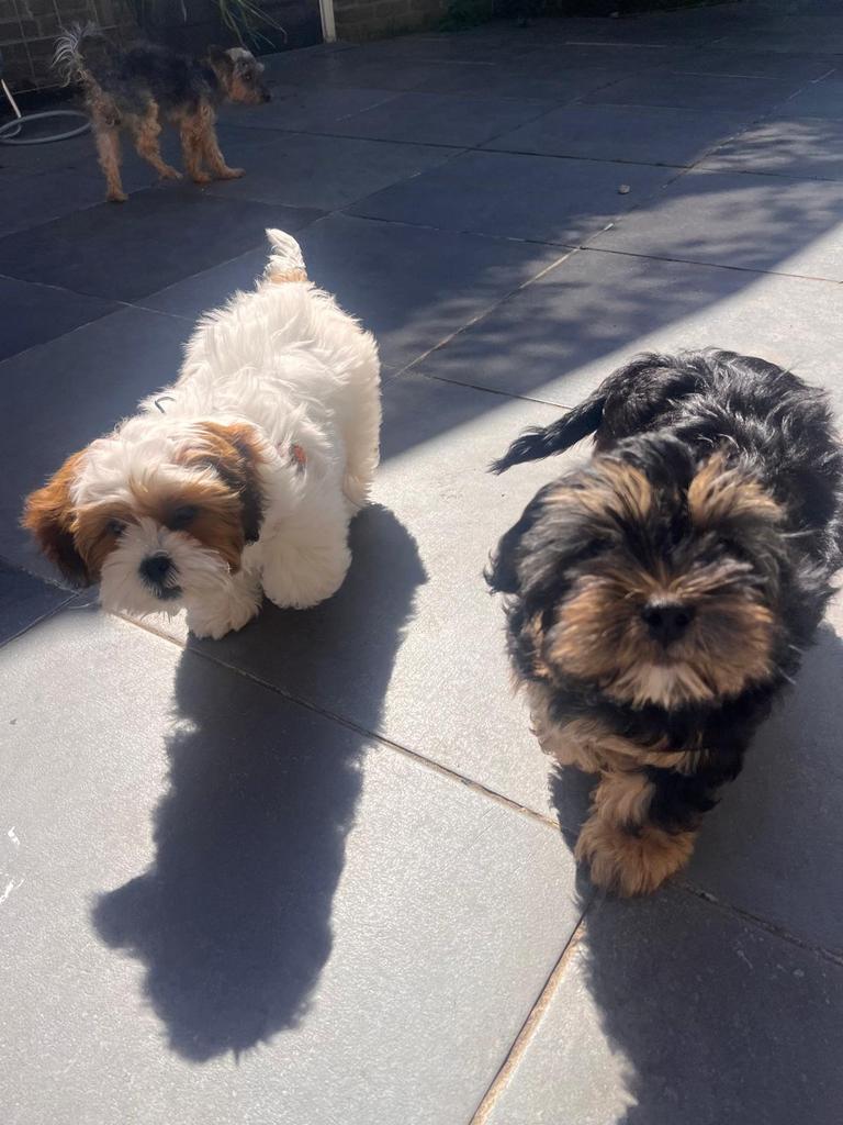 2 maltipoo pups (15 weken) te koop, Dieren en Toebehoren, Honden | Chihuahua's en Gezelschapshonden, Parvo, 15 weken tot 1 jaar