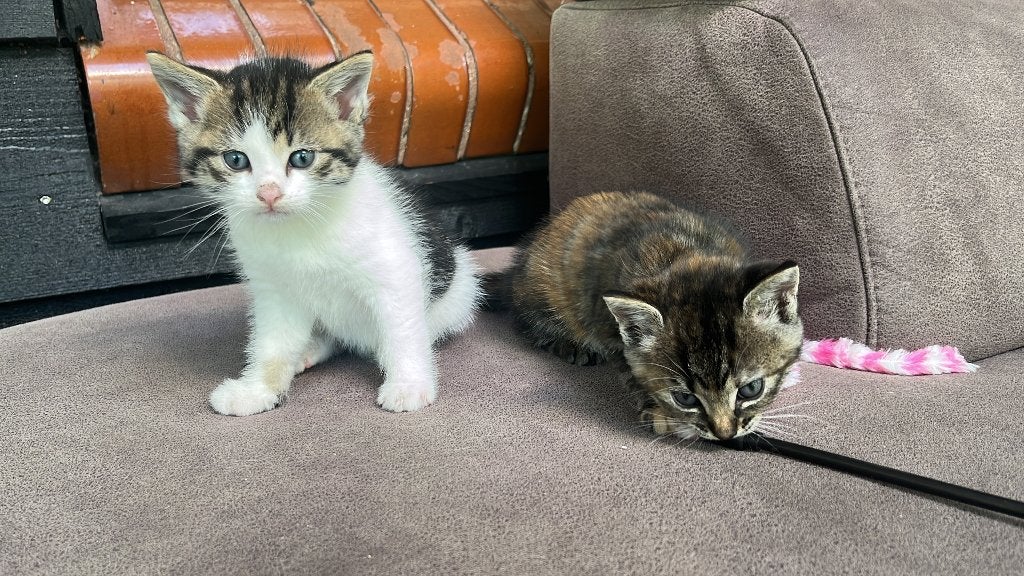 Kittens, Dieren en Toebehoren, Meerdere dieren, 0 tot 2 jaar
