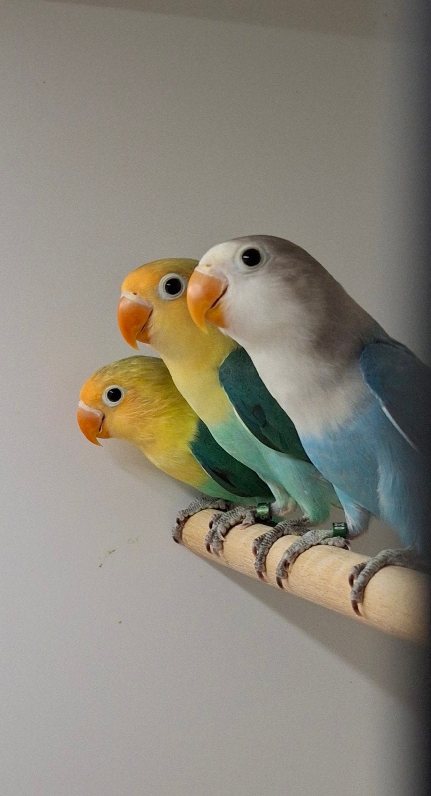 Te koop agapornis fischeri split pale fallow, Dieren en Toebehoren, Geslacht onbekend, Dwergpapegaai of Agapornis, Geringd