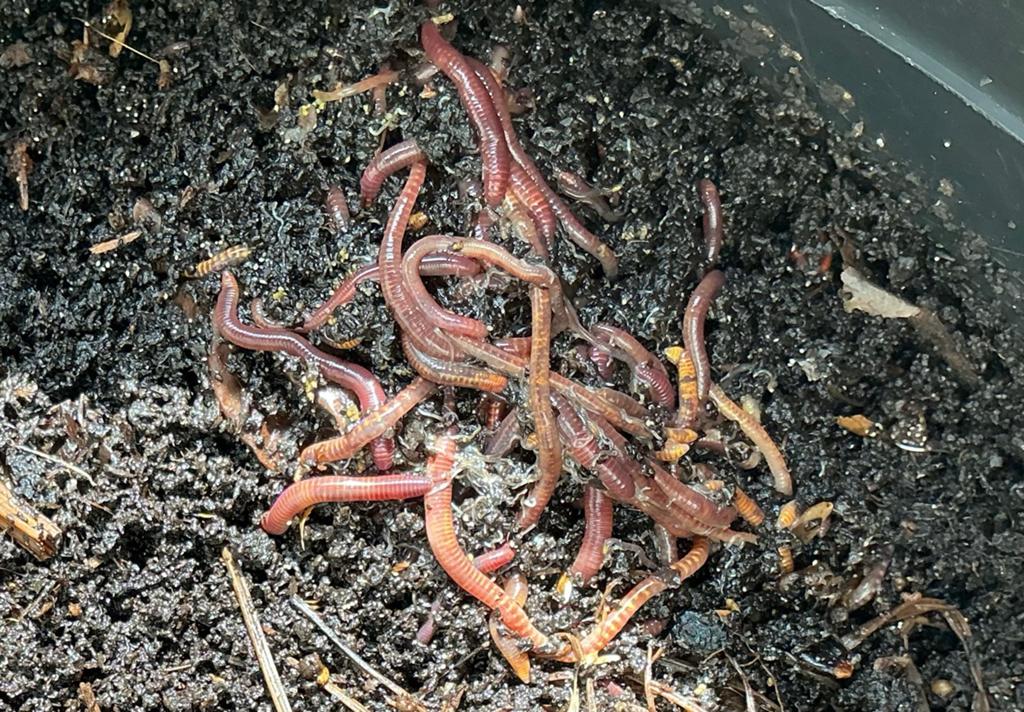 🐯🪱50 Tijgerwormen compostwormen voor wormenbak Woerden, Tuin en Terras, Aarde en Mest, Compost, Ophalen of Verzenden