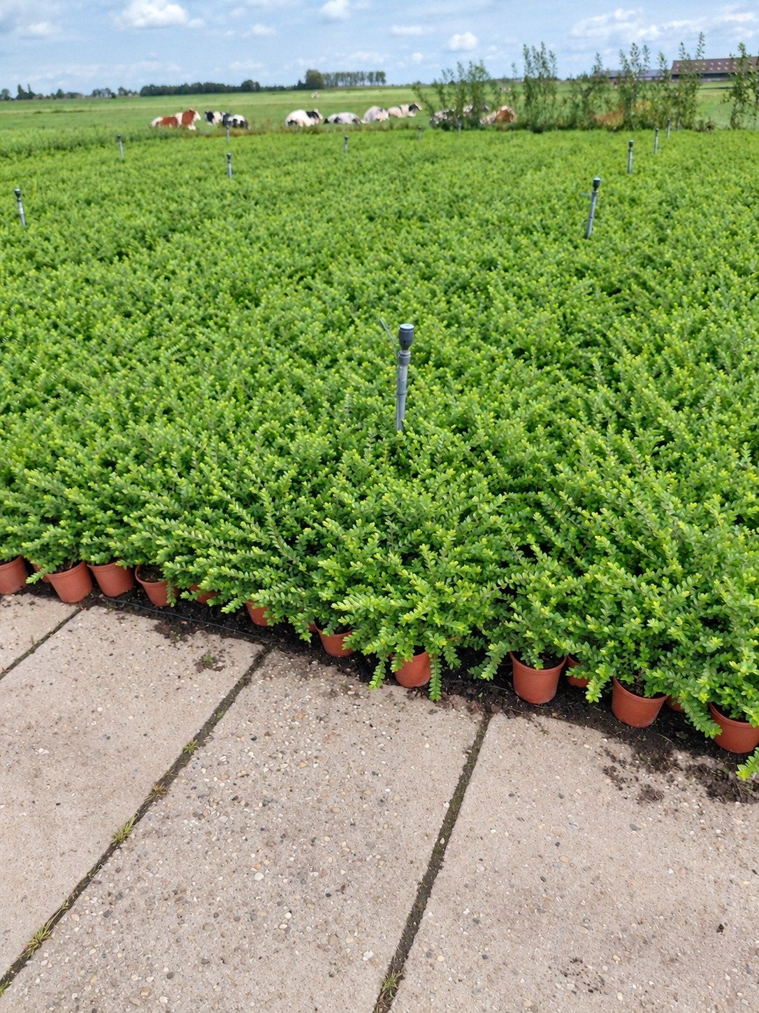 Lonicera in P14 pot - Groenblijvende klimplant, Ophalen, Vaste plant, Halfschaduw, Klimplanten