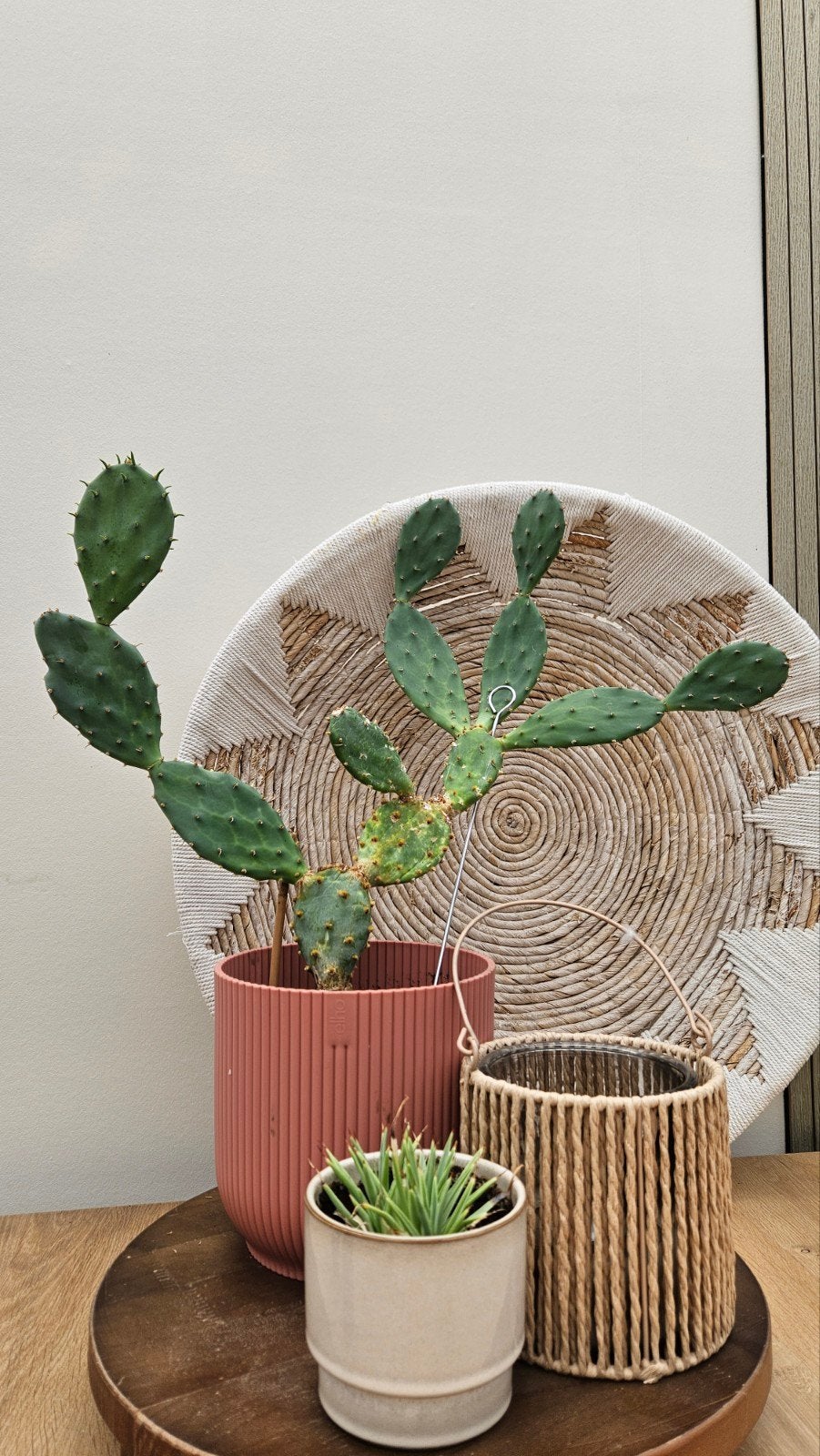 Vijgencactus - catus - diverse maten en vormen, Huis en Inrichting, Kamerplanten, Ophalen of Verzenden, Minder dan 100 cm