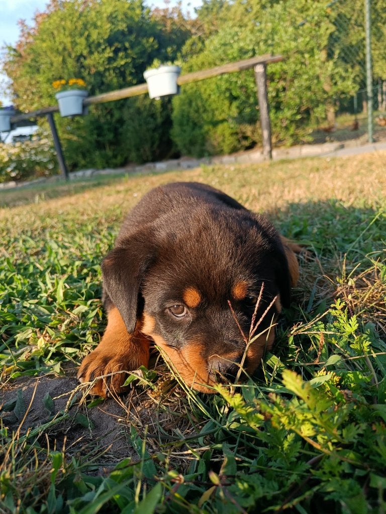 Prachtig Rottweiler teefje, Dieren en Toebehoren, Honden | Bulldogs, Pinschers en Molossers, Teef, Rottweiler, Particulier, Eén hond