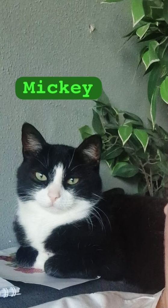 Mickey en luna  zoeken samen een niewe huisje, Meerdere dieren, Kortharig, 6 jaar of ouder