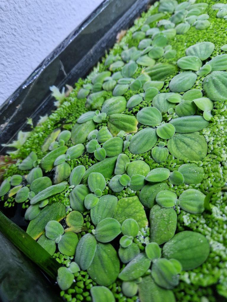 Aquariumplanten drijf en slierten kamertemperatuur, Ophalen, Inclusief planten, Gebruikt, Plant(en), Steen of Hout