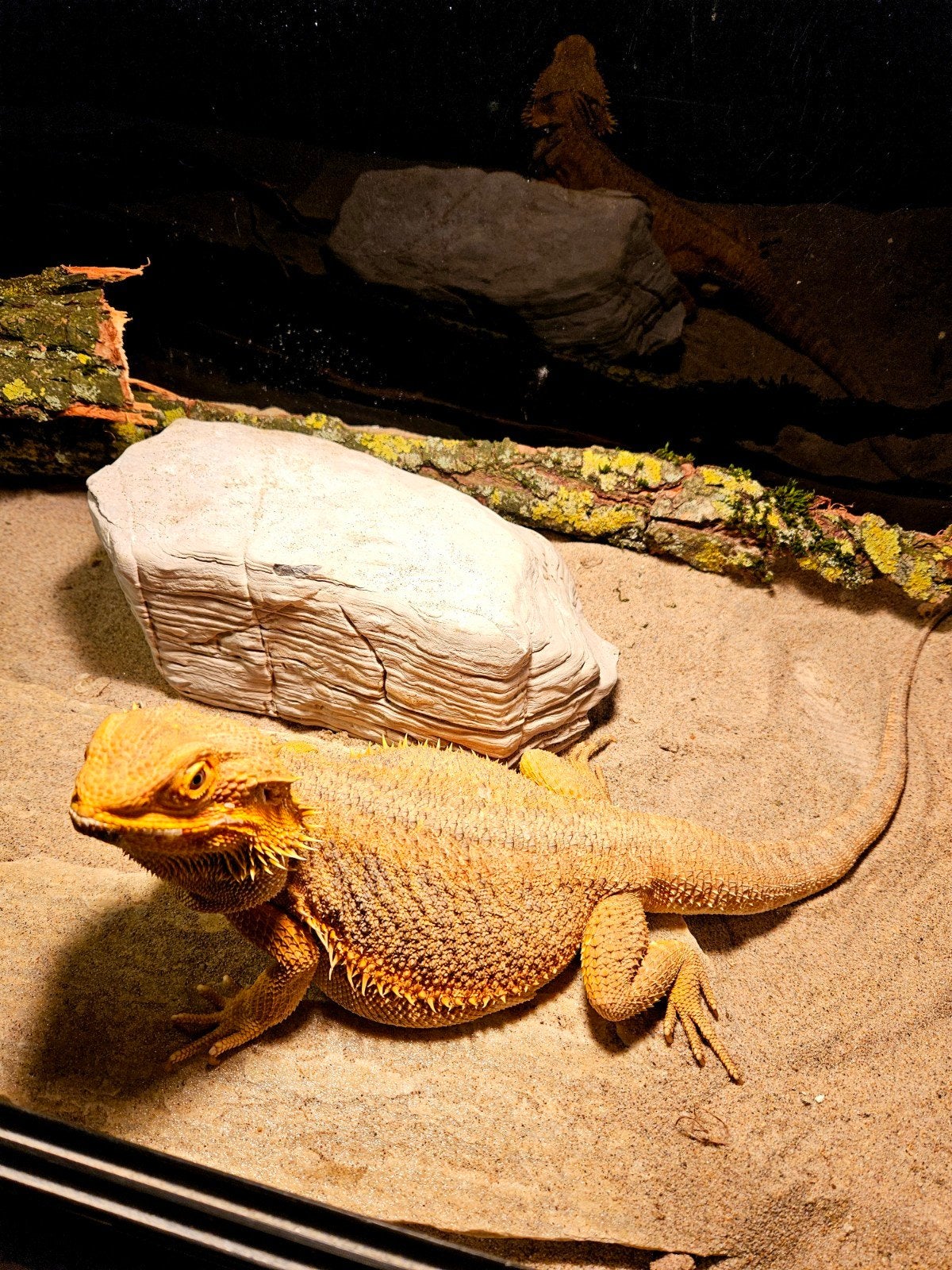 Baardagaam -  Vrouw - Inclusief Terrarium. Bearded Dragon - female for sale from Diana