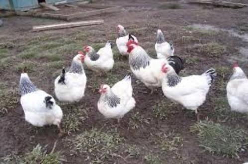 Grote Sussex kippen., Dieren en Toebehoren, Pluimvee, Kip, Vrouwelijk