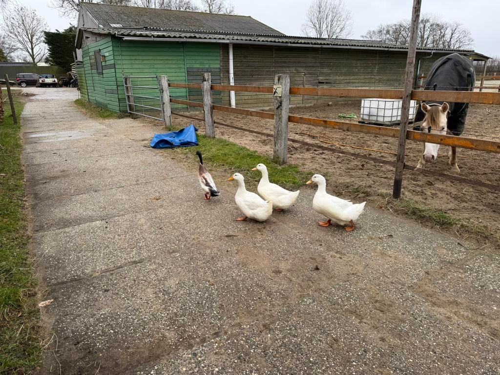 Broedeieren van onze Peking eenden X loopeend woerden, Dieren en Toebehoren, Meerdere dieren, Eend