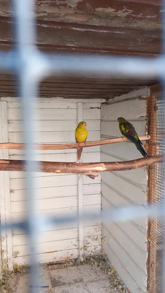 Bergparkiet, Dieren en Toebehoren, Vogels | Parkieten en Papegaaien, Vrouwelijk, Parkiet, Geringd