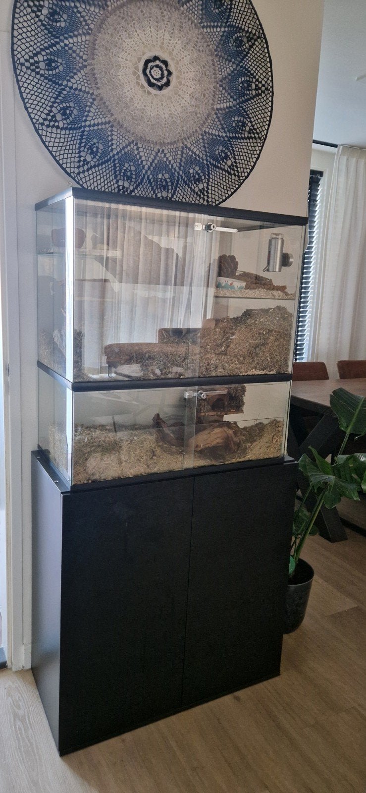 2 mannelijke gerbils + terrariums + onderkast + toebehoren, Mannelijk, Overige typen, Tam, Oktober