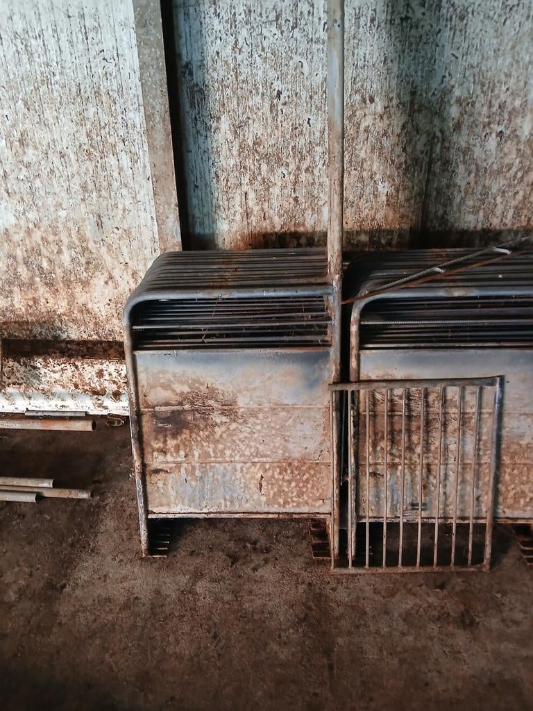 Tussenhekjes geitenmelkstal, hekjes, Meerdere dieren, Schaap