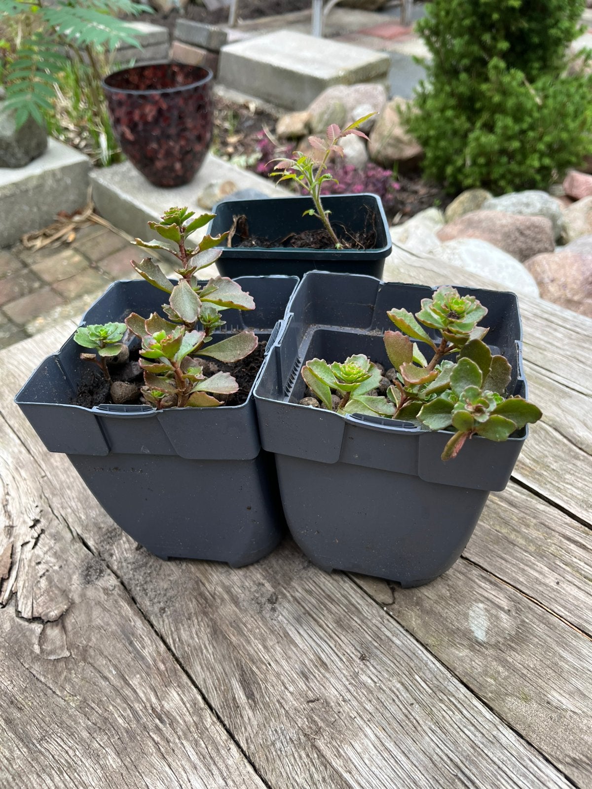 Plantjes aangeboden, Ophalen, Overige soorten, Volle zon