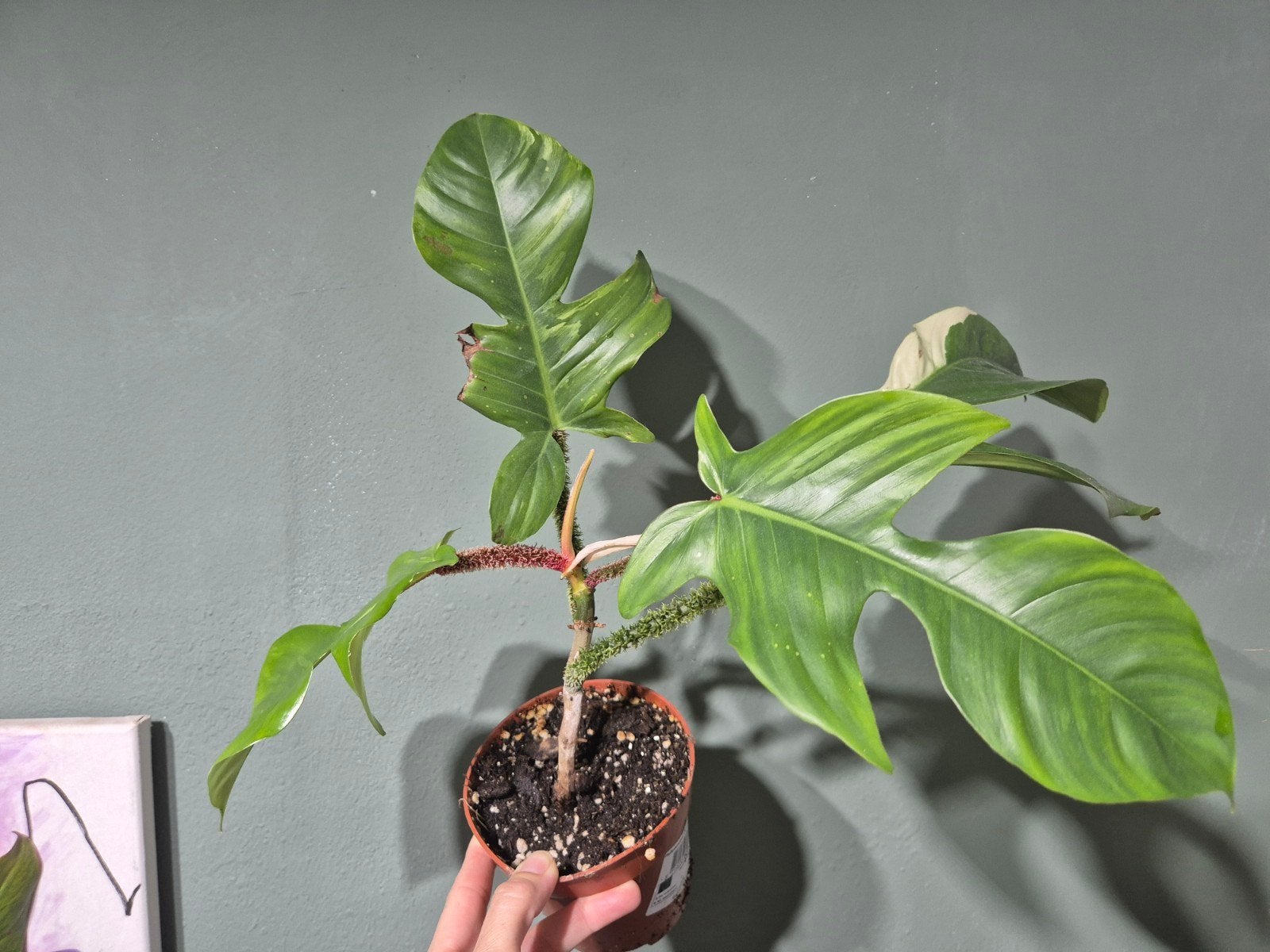 Philodendron squamiferum variegata, Ophalen of Verzenden
